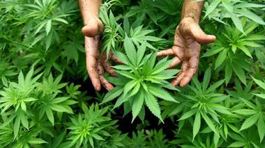 Nella serra aveva 47 piante di marijuana: arrestato