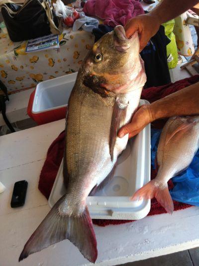 Orata record pescata di fronte ai bagni Tirreno 