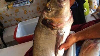 Orata record pescata di fronte ai bagni Tirreno