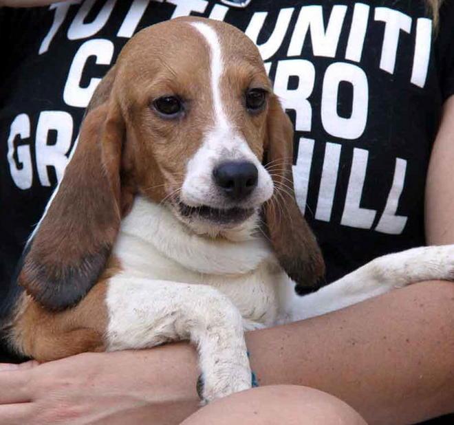 Dieci beagle di Green Hill in salvo alla Casa di Febo a Montepepe 