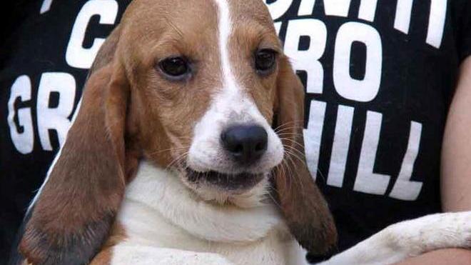 Dieci beagle di Green Hill in salvo alla Casa di Febo a Montepepe