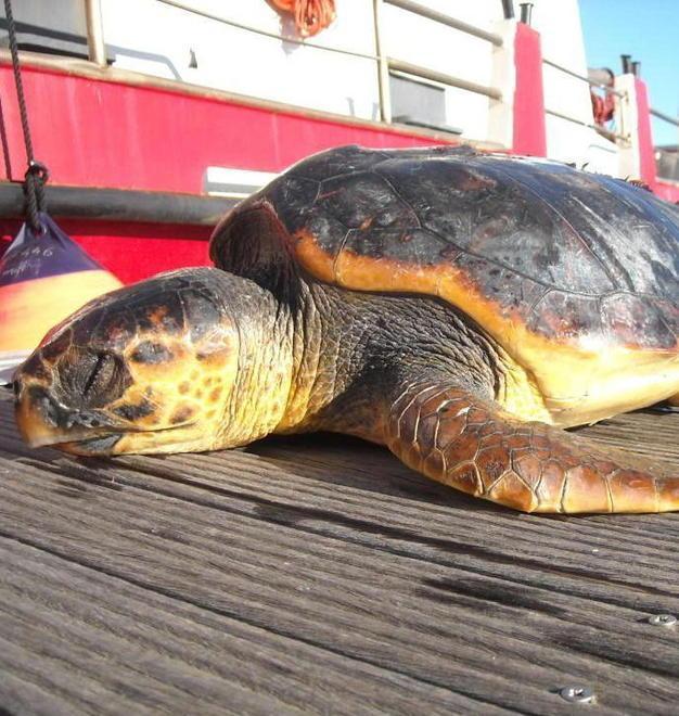 Recuperata carcassa di tartaruga marina 