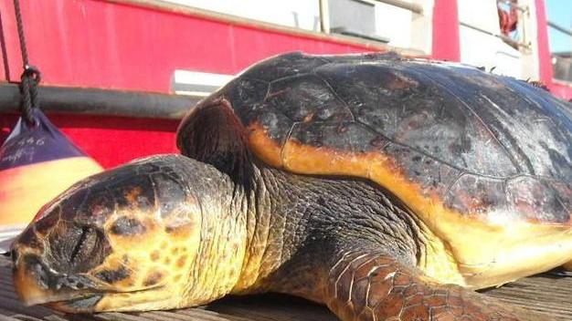 Recuperata carcassa di tartaruga marina