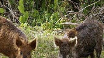 Assedio dei cinghiali danni a orti e piante Paura tra gli abitanti
