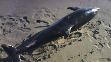 Delfino spiaggiato a Castiglione della Pescaia