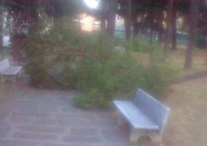 Paura al parco: tronco d’albero su un gruppo di anziani, due feriti 