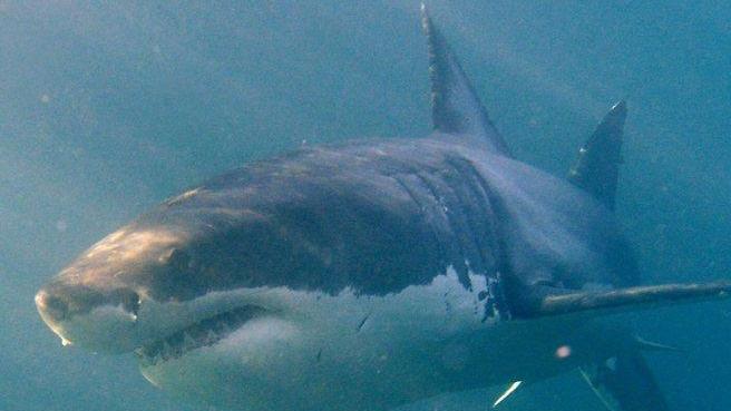 Squalo di tre metri avvistato a poche miglia dalla costa