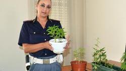 Intervengono per incendio e trovano l’erba