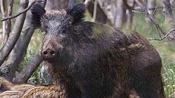 Scooter contro un cinghiale, in due al pronto soccorso