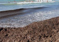 Cumuli di alghe in spiaggia Residenti e turisti infuriati 