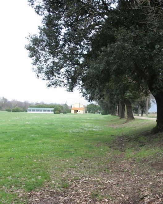 Cascine, 5 ettari di grano antico 