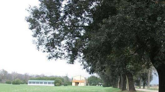 Cascine, 5 ettari di grano antico