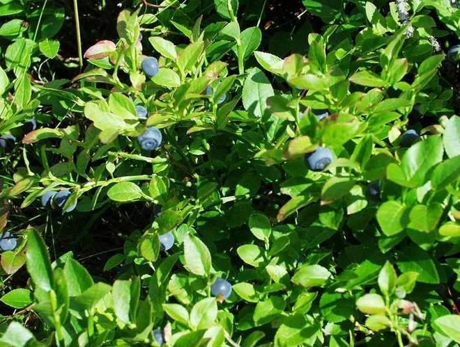 Raccolta dei mirtilli avanti a pieno ritmo 