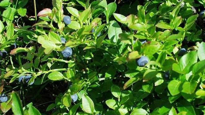 Raccolta dei mirtilli avanti a pieno ritmo