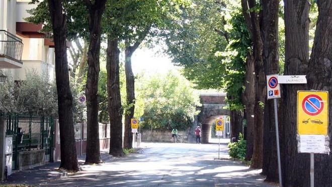 Taglio degli alberi in via Mayer Borchi: «Sono piante malate e pericolose»