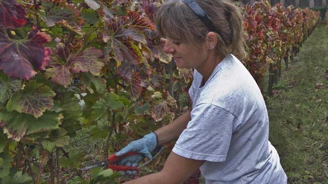 Si dovrà anticipare la vendemmia a causa della siccità