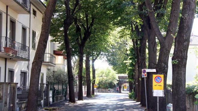 Nuovo taglio degli alberi in via Mayer