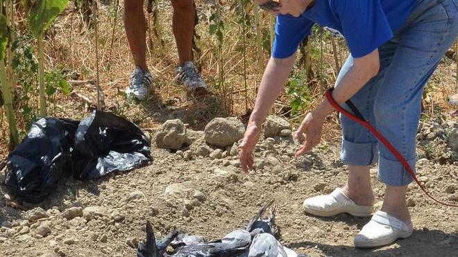 «Strage di piccioni sul fiume»