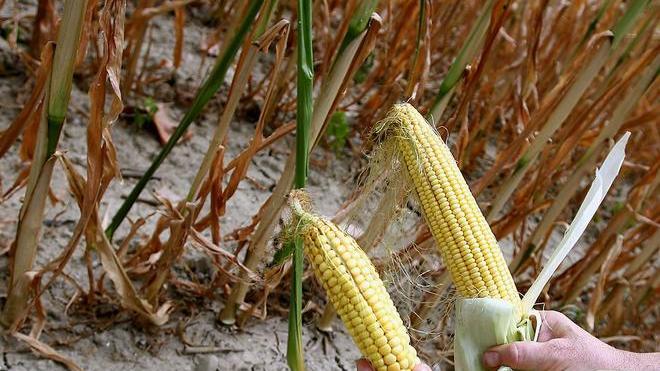 Oltre sei milioni di danni all’agricoltura pisana