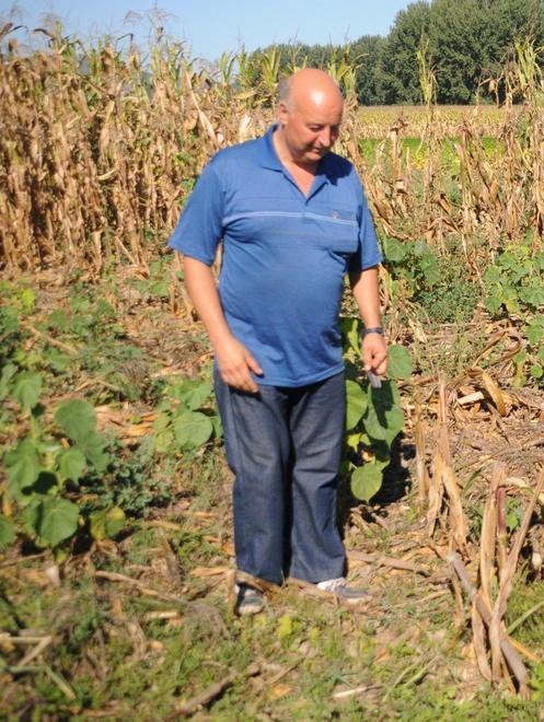 Cinghiali, disposti meno abbattimenti agricoltori e cacciatori infuriati 