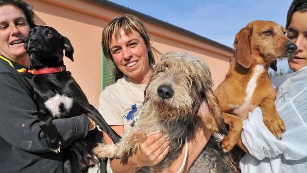 In aumento l’abbandono degli animali domestici