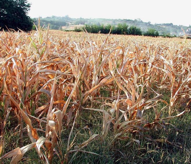 Mais e ortaggi, una catastrofe 