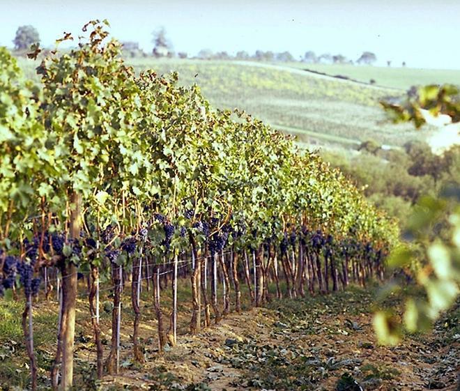 Al via la vendemmia, tra produzione a -15% e timori per il meteo 