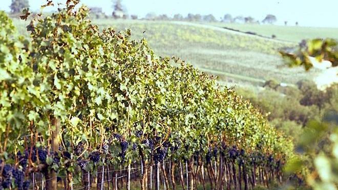 Al via la vendemmia, tra produzione a -15% e timori per il meteo