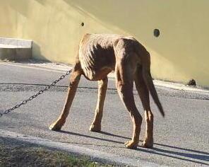 Salvati due cani tenuti senza cibo nè acqua 