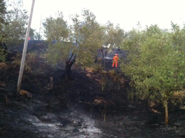 Paura a Figline per un incendio che si estende a un’oliveta 