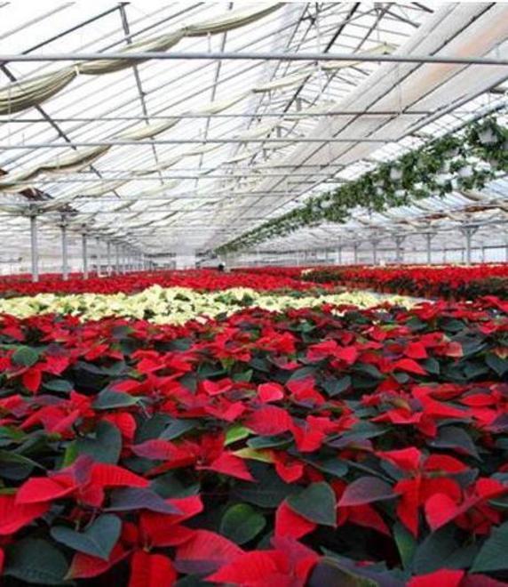 La crisi di Floramiata ancora sciopero di 2 ore 