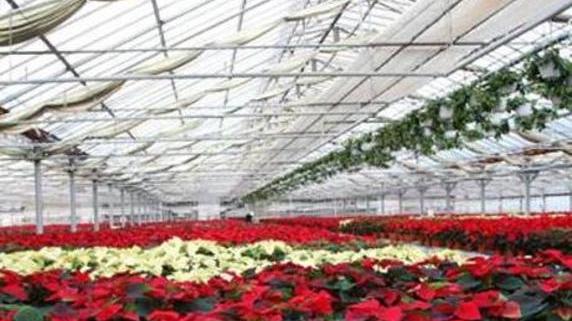 La crisi di Floramiata ancora sciopero di 2 ore