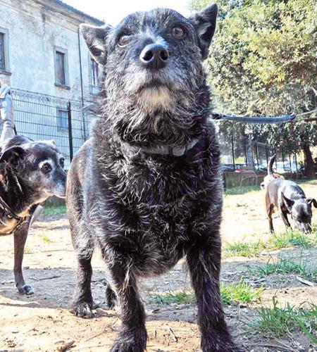 Lite fra vicini per il cane Tutti al pronto soccorso 