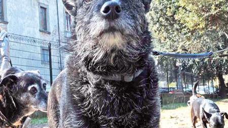 Lite fra vicini per il cane Tutti al pronto soccorso