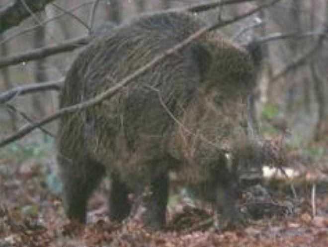 L’area naturale invasa dai cinghiali 