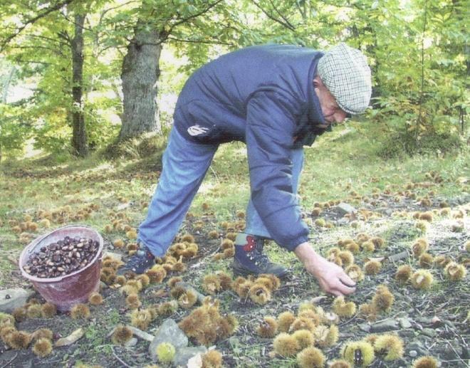 I castagni sul monte Serra decimati da tre malattie 