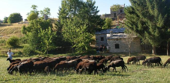 Pastori e greggi richiamano a Vagli i turisti del formaggio 