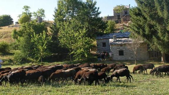 Pastori e greggi richiamano a Vagli i turisti del formaggio