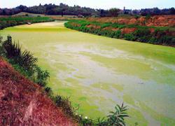 L’ondata di caldo colora di verde un torrente in Padule 