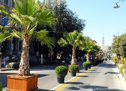 Tornano le palme sul viale grazie ai vivaisti pistoiesi 