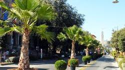 Tornano le palme sul viale grazie ai vivaisti pistoiesi
