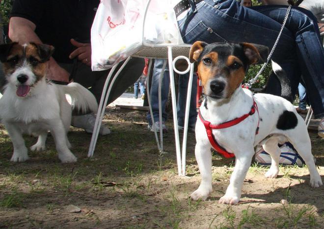 Fallani (Pd): dog sitter nei negozi e un cimitero per cani