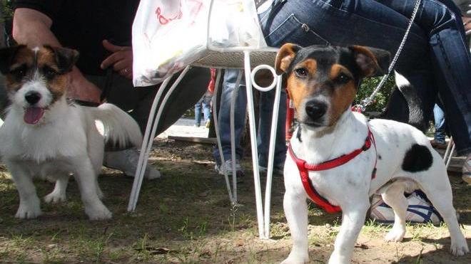 Fallani (Pd): dog sitter nei negozi e un cimitero per cani