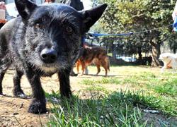 Comitato e raccolta di firme per un’area dedicata ai cani 