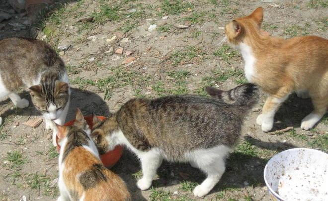 Il Comune chiede l’Imu ai gatti Tassata la colonia felina 