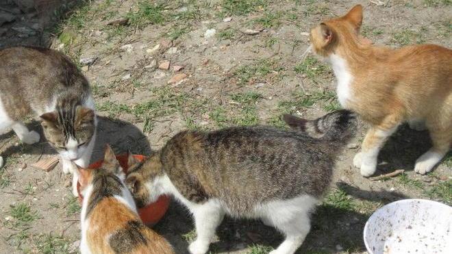 Il Comune chiede l’Imu ai gatti Tassata la colonia felina