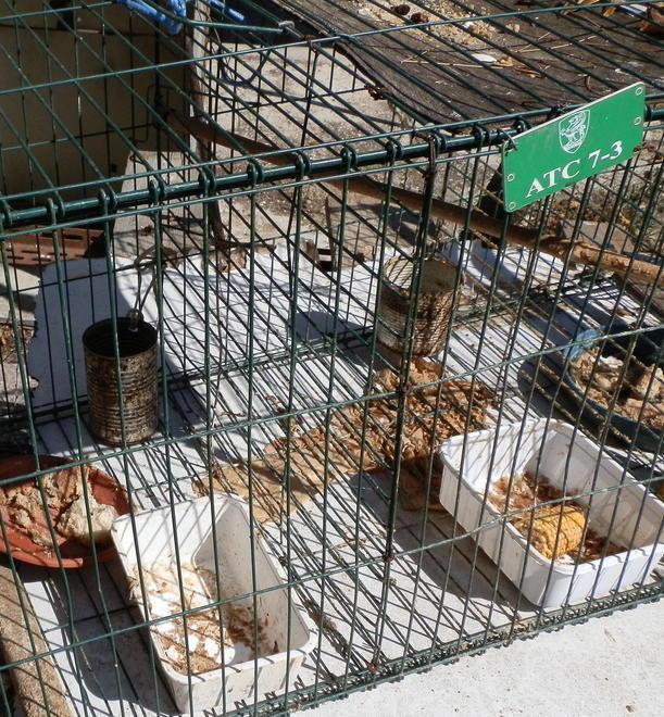 Bracconaggio: pioggia di denunce 