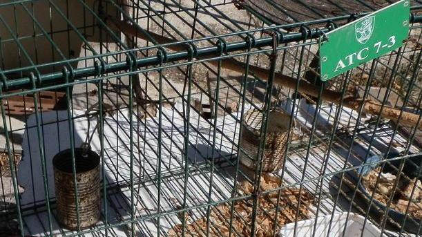 Bracconaggio: pioggia di denunce