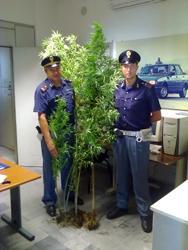 Scoperta piantagione di marijuana 