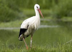 Passeggiate in notturna all’Oasi Wwf di Bolgheri 